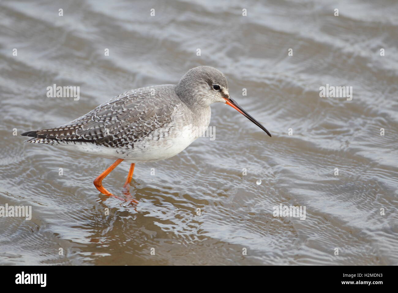 Spotted Redshank, Foto Stock
