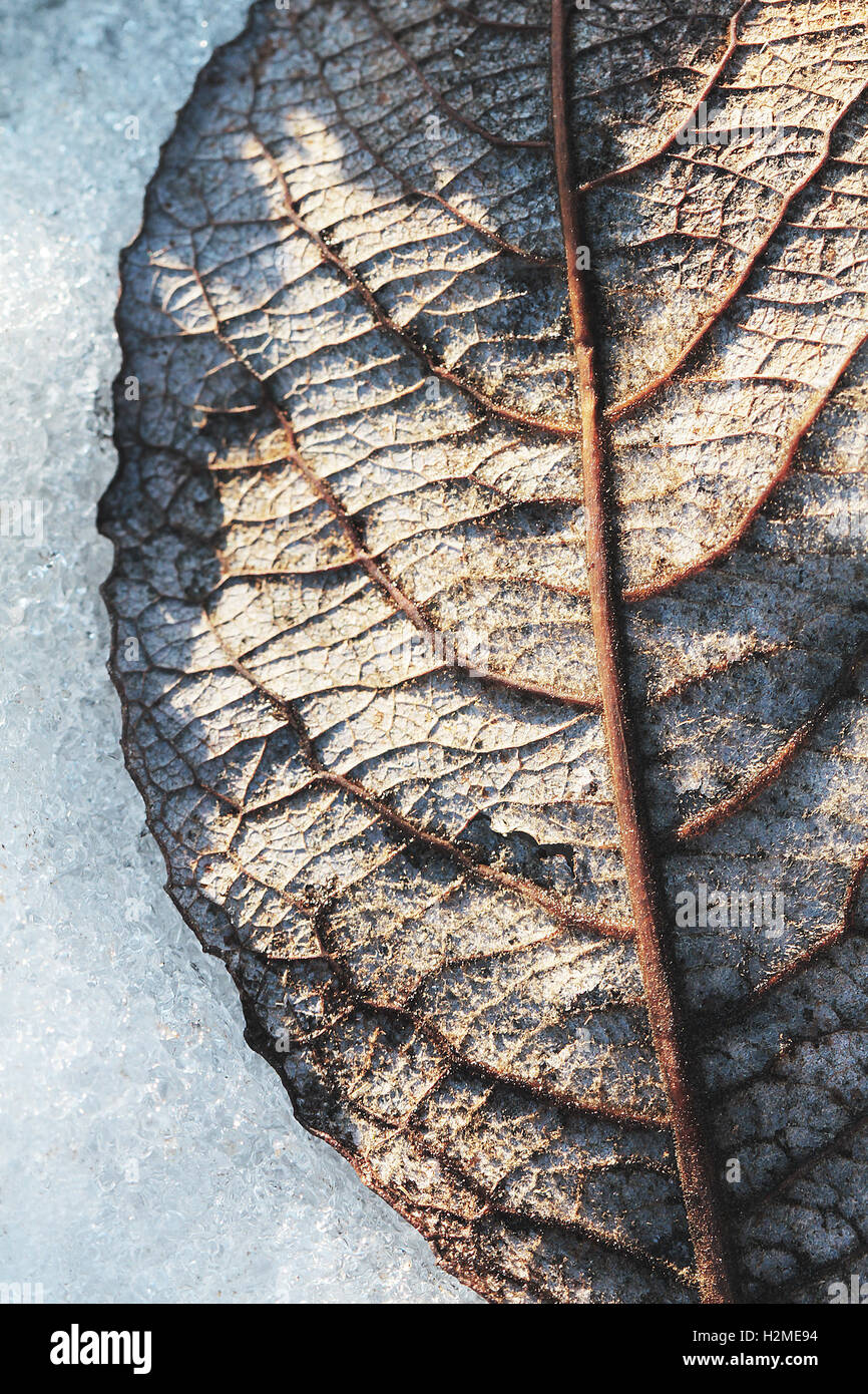 Foglia in neve Foto Stock