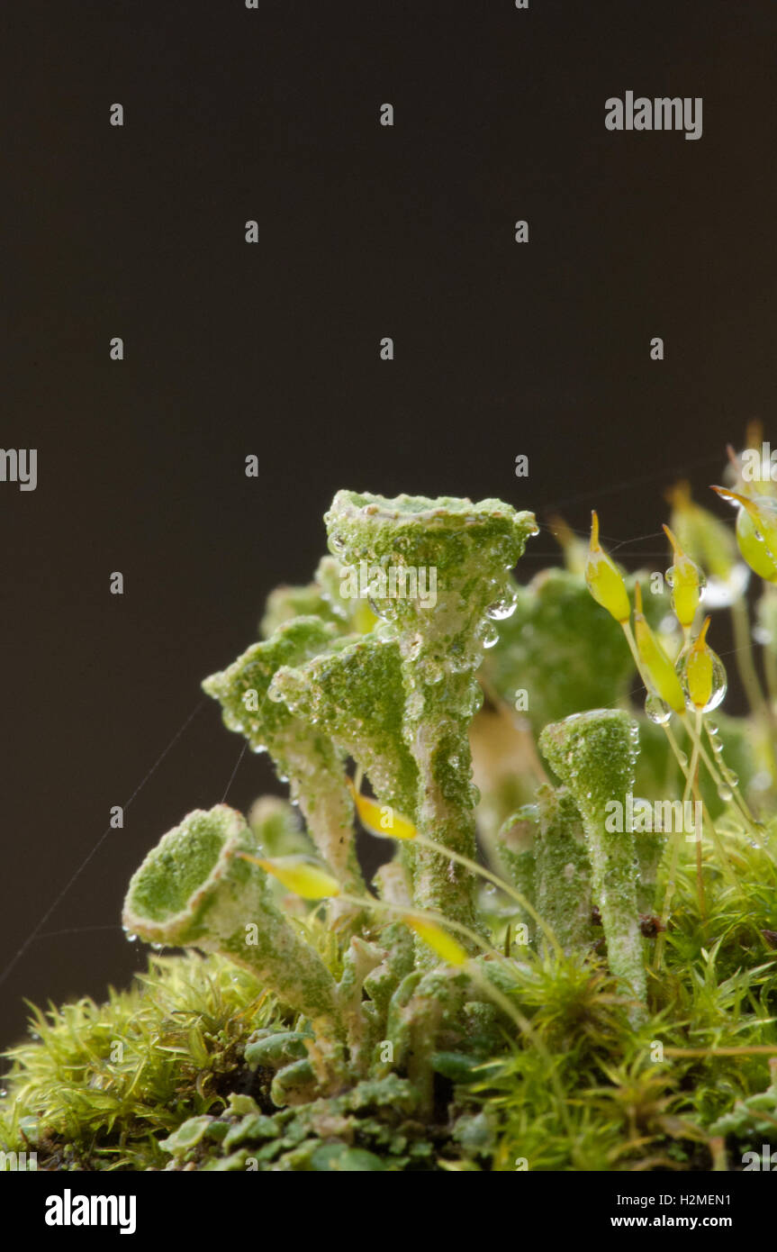 Pixie Cup Lichen Cladonia asahinae tra comunità di MOSS, Essex, Novembre Foto Stock