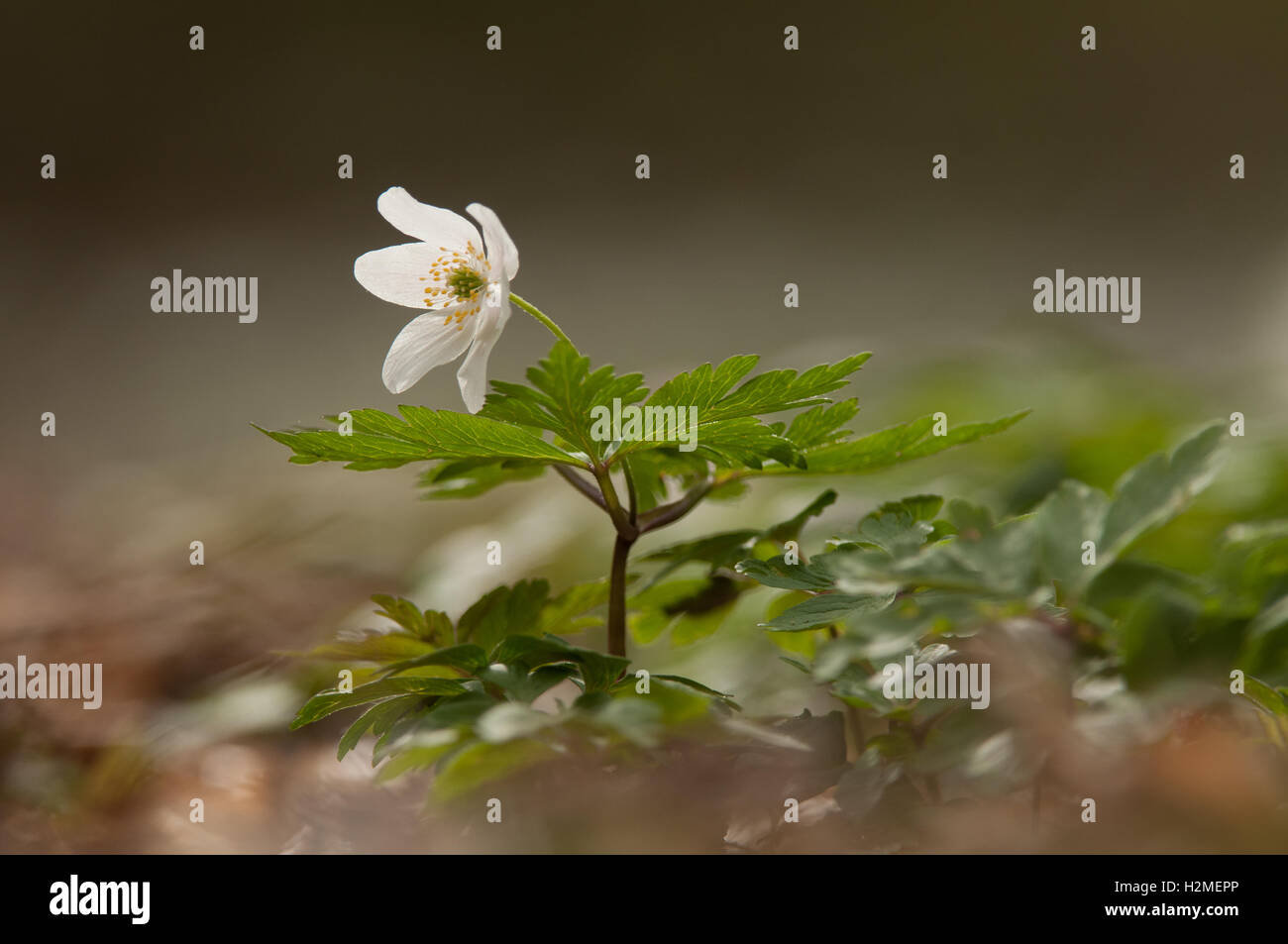 Legno Anemone Anemone nemorosa , in fiore in primavera il bosco, Marzo, Essex Foto Stock