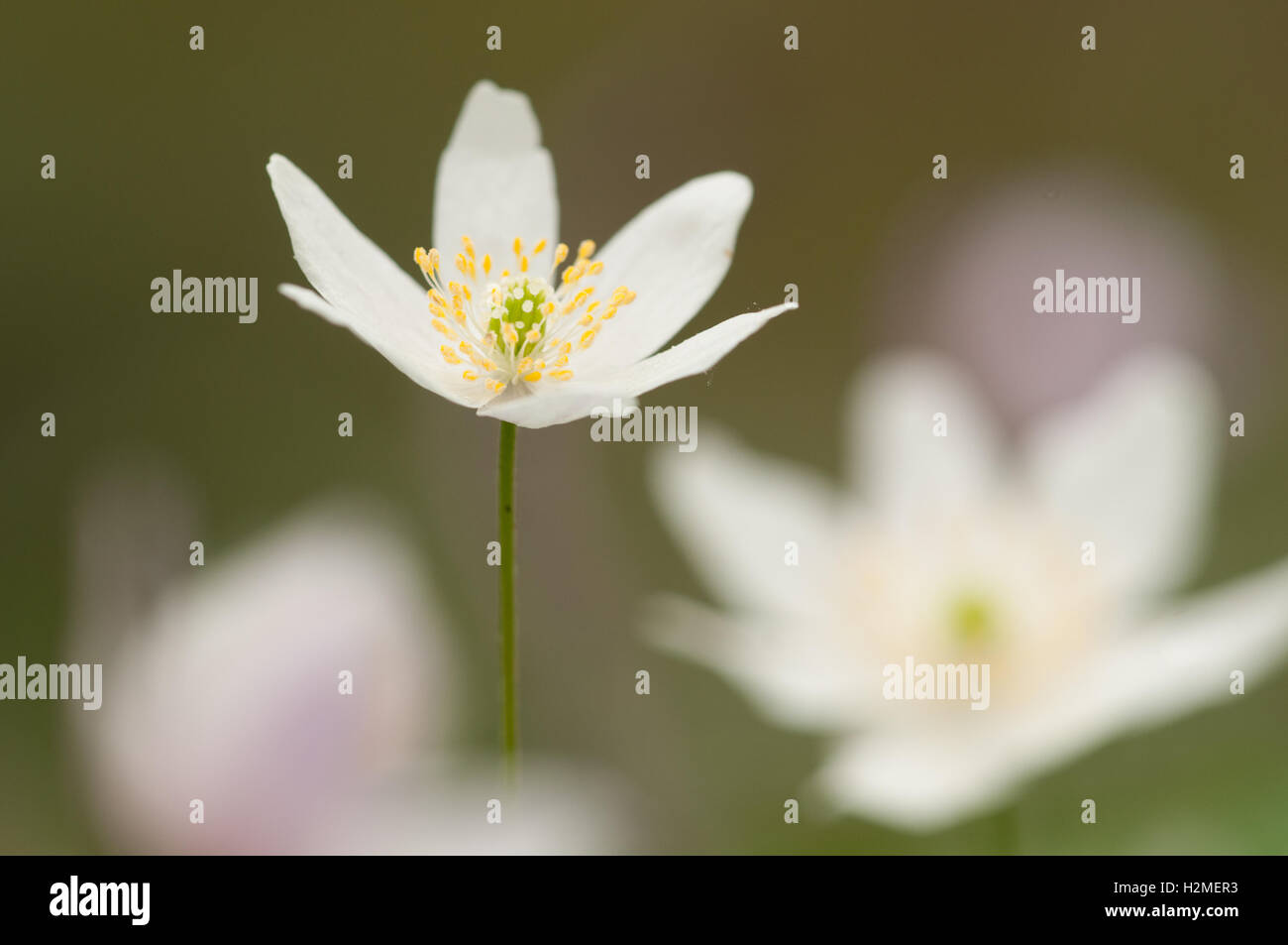 Legno Anemone Anemone nemorosa , in fiore in primavera il bosco, Marzo, Essex Foto Stock