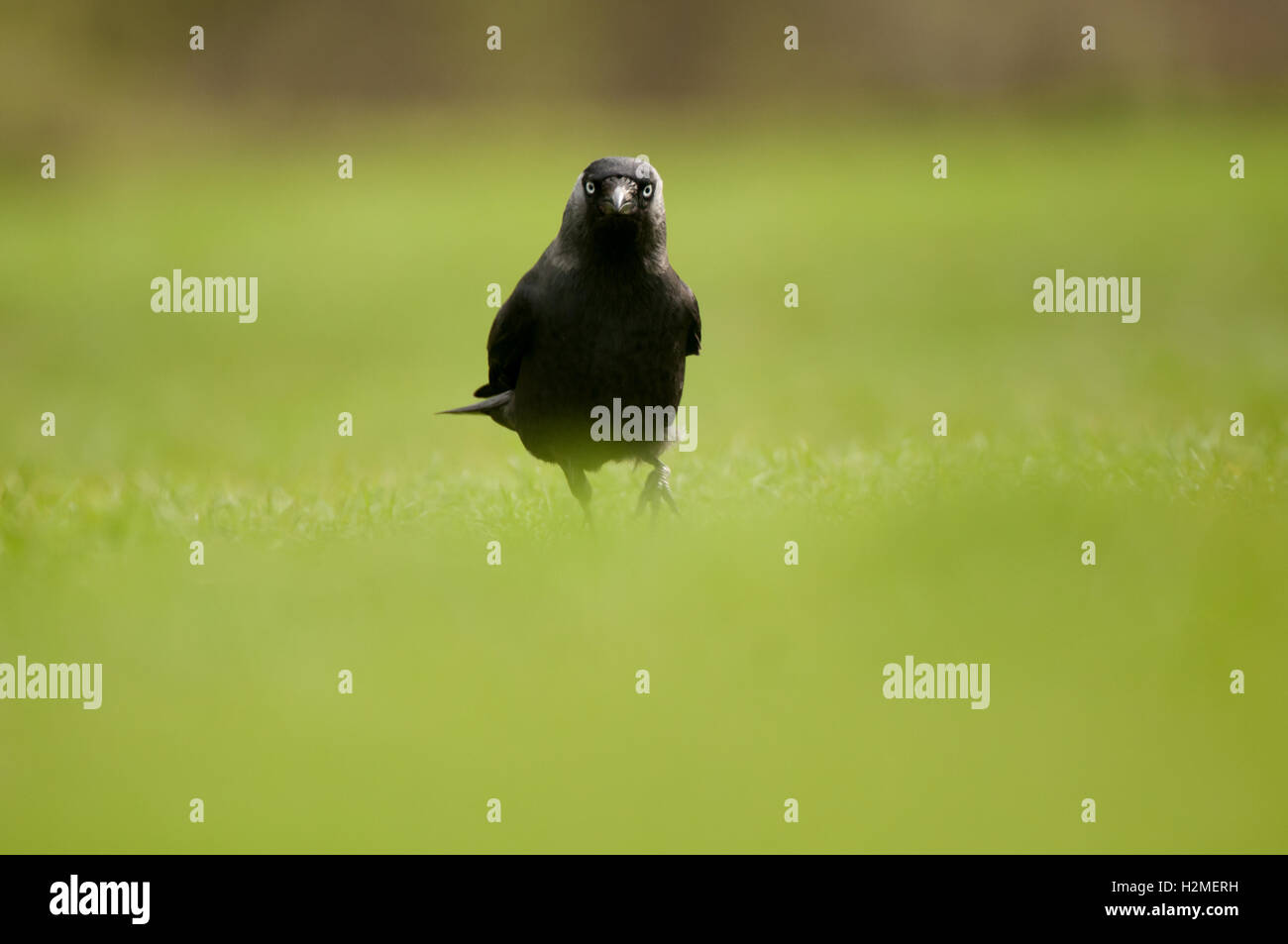 Taccola Corvus monedula camminando verso la telecamera, Essex, Aprile Foto Stock