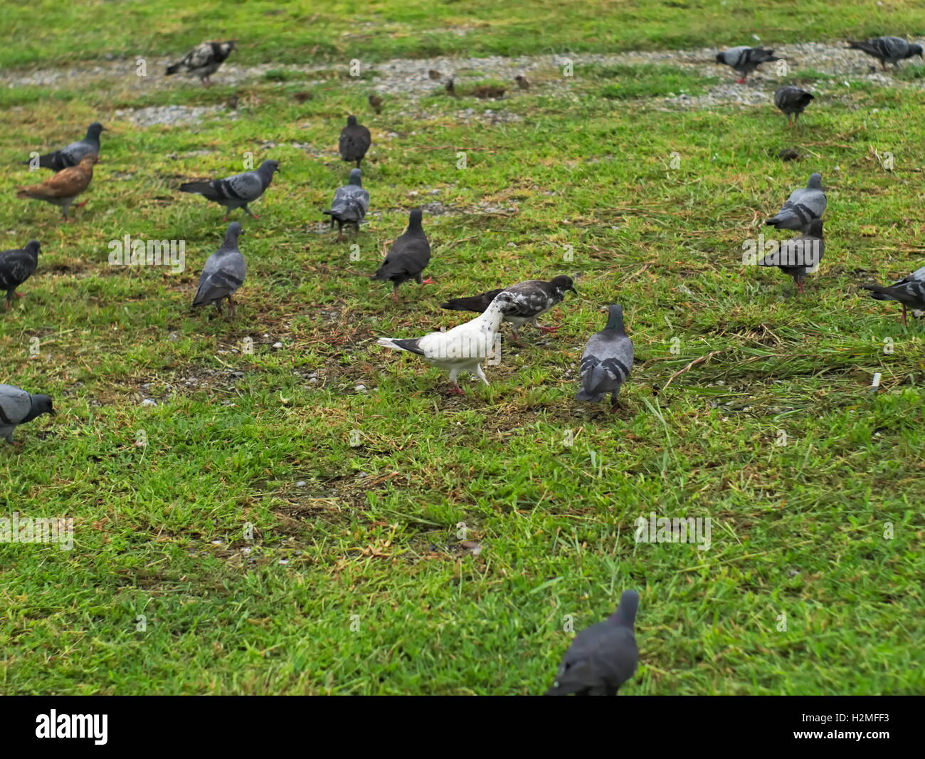 Gruppo di piccioni in diversi colori a piedi attorno a prato Foto Stock