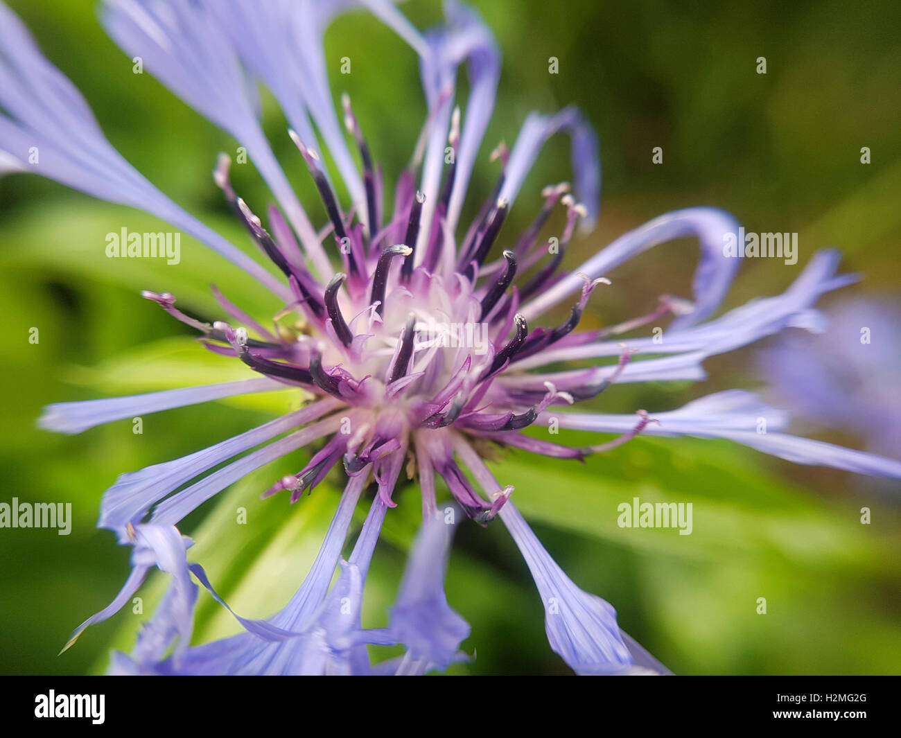 Berg-Flockenblume, Centaurea montana Foto Stock