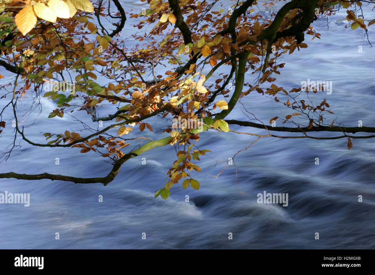 Ramo di albero con foglie di autunno Foto Stock