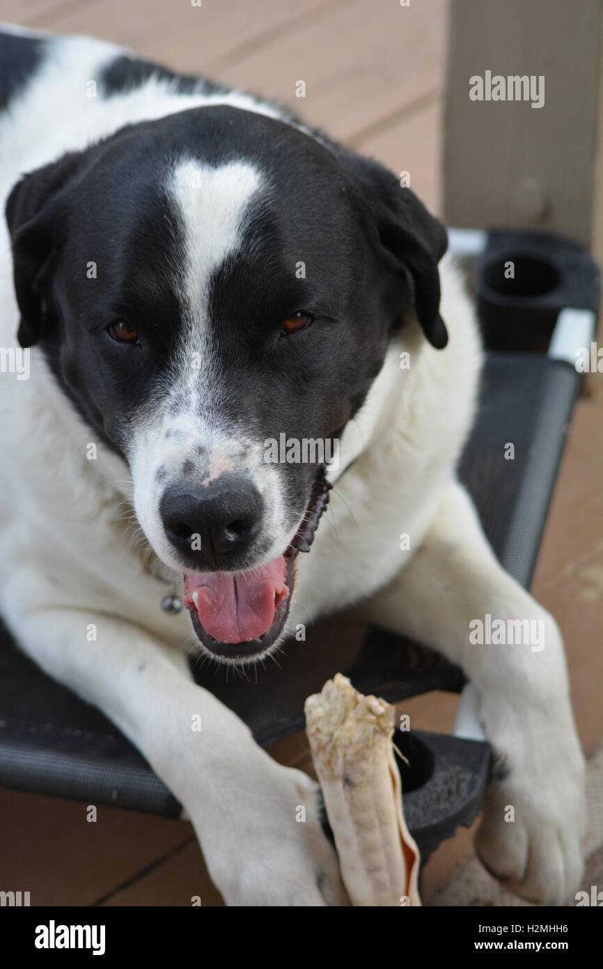 Bianco e nero cane con un rawhide masticare Foto Stock