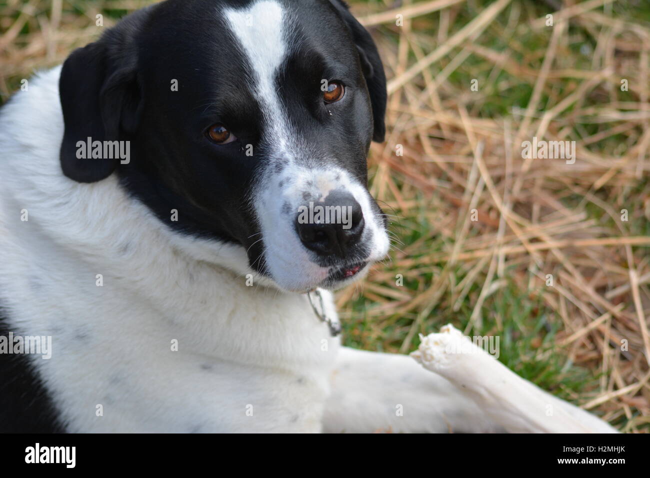 Close-up del cane di fronte alla fotocamera, mettendo in pausa da masticare su rawhide osso Foto Stock