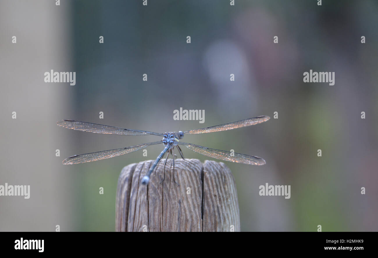 Libellula blu con ali teso da dietro Foto Stock