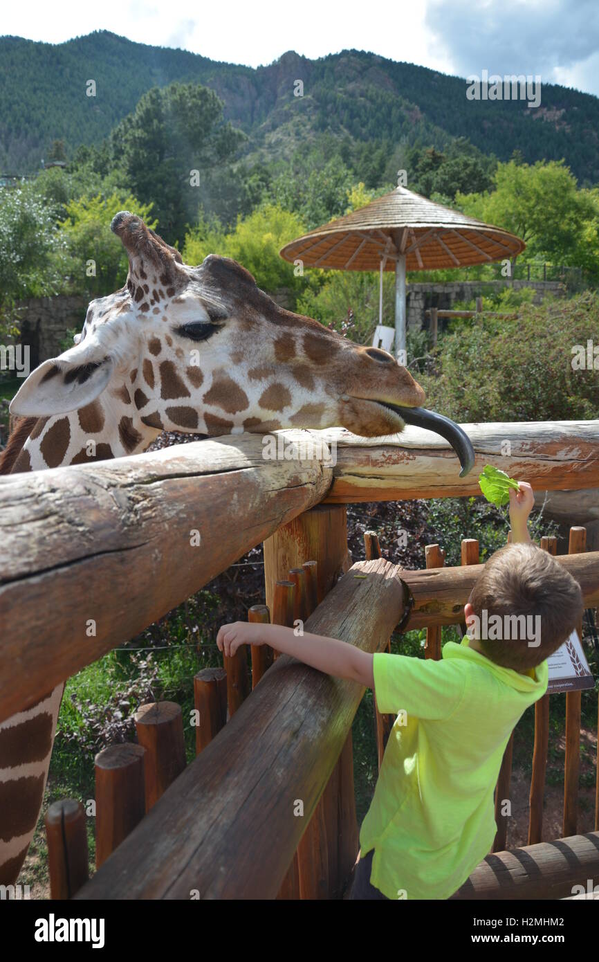 Ragazzo alimentando una giraffa a Cheyenne Mountain Zoo a Colorado Springs Foto Stock