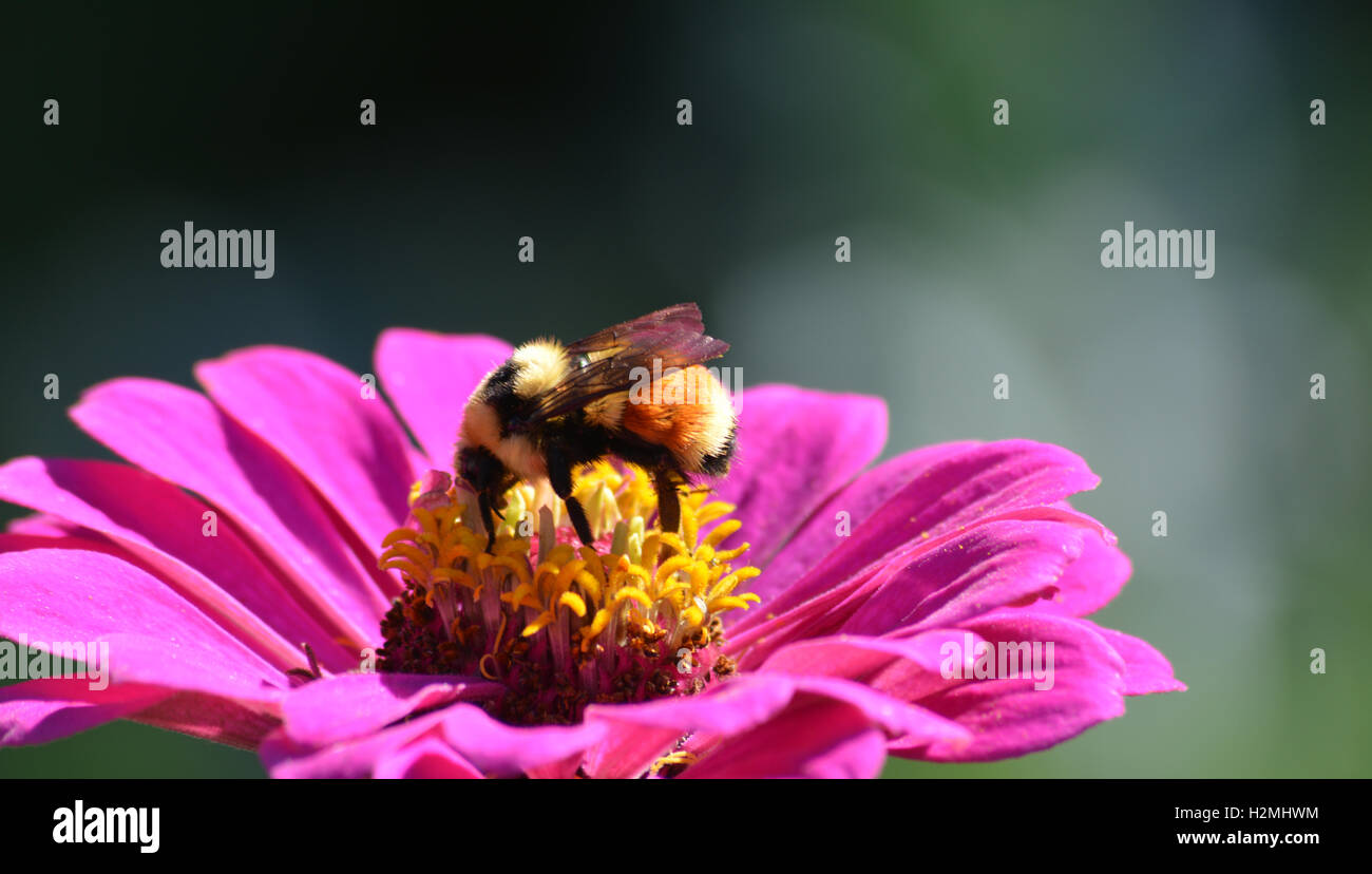 Bumblebee per raccogliere il polline in un zinnia fiore Foto Stock