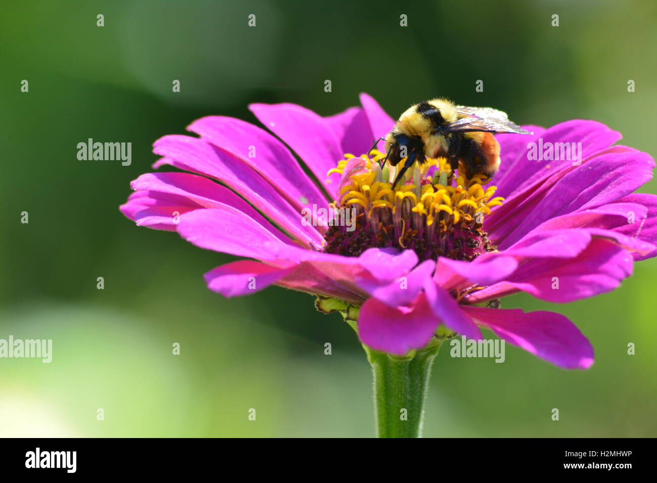 Bumblebee per raccogliere il polline in un zinnia fiore Foto Stock