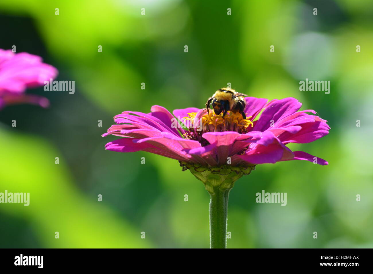 Bumblebee per raccogliere il polline in un zinnia fiore Foto Stock