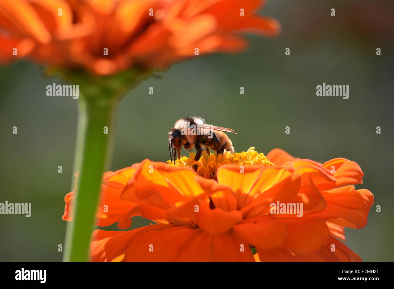 Bumblebee su un arancio zinnia fiore Foto Stock