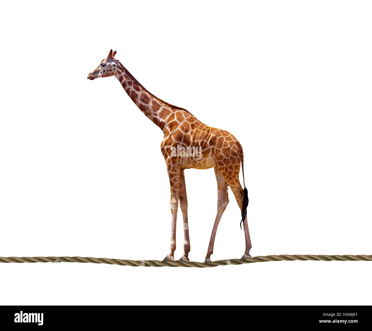 Giraffe camminare sulla fune Foto Stock