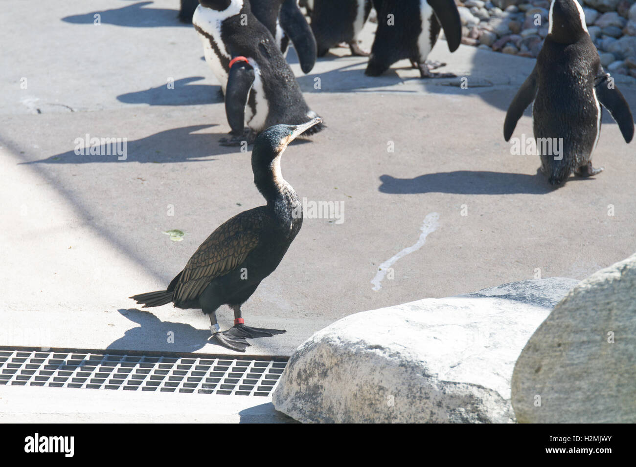 Pinguino africano "jackass penguin' Foto Stock