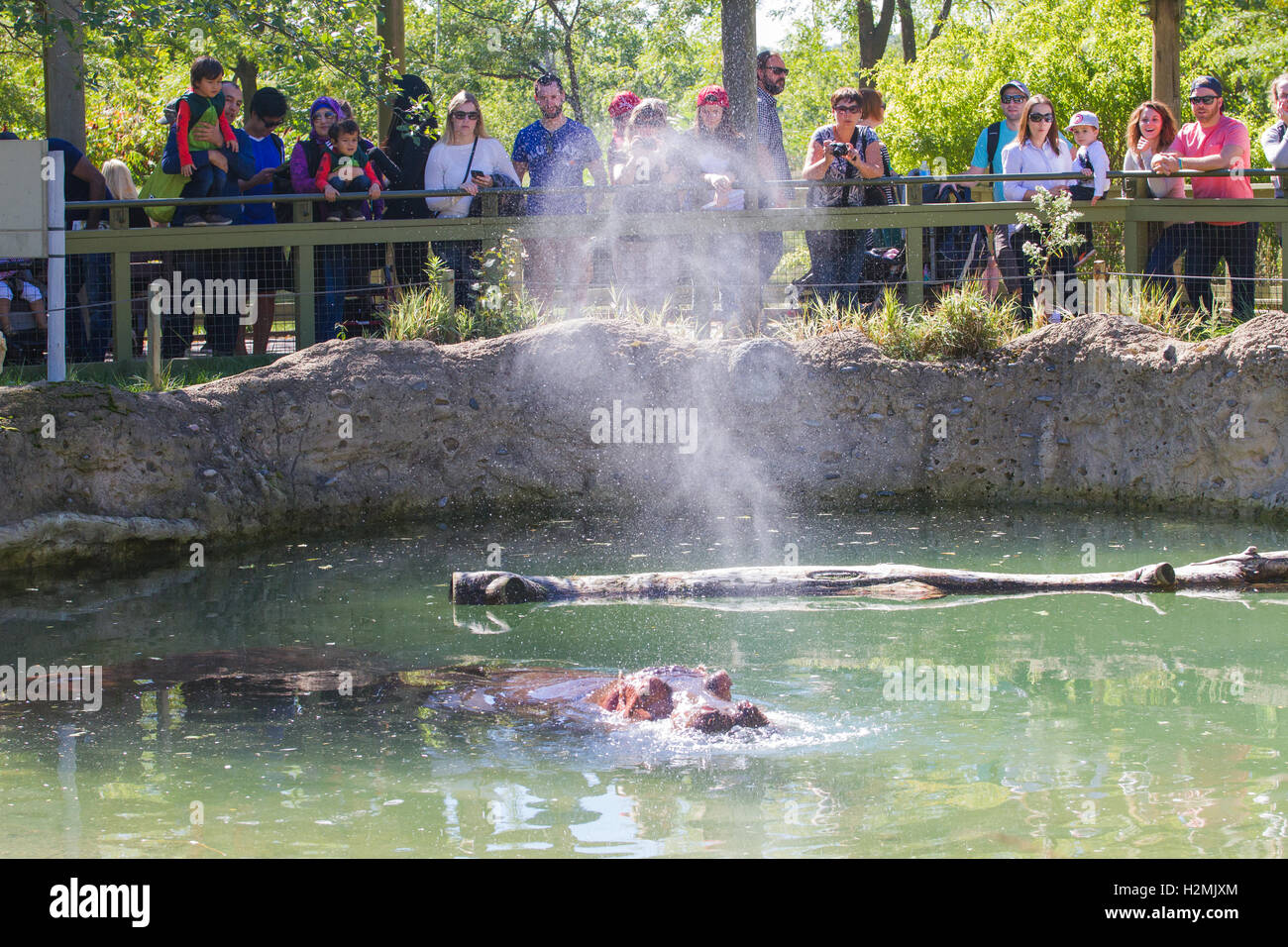 Hippo soffiare il naso di acqua Foto Stock