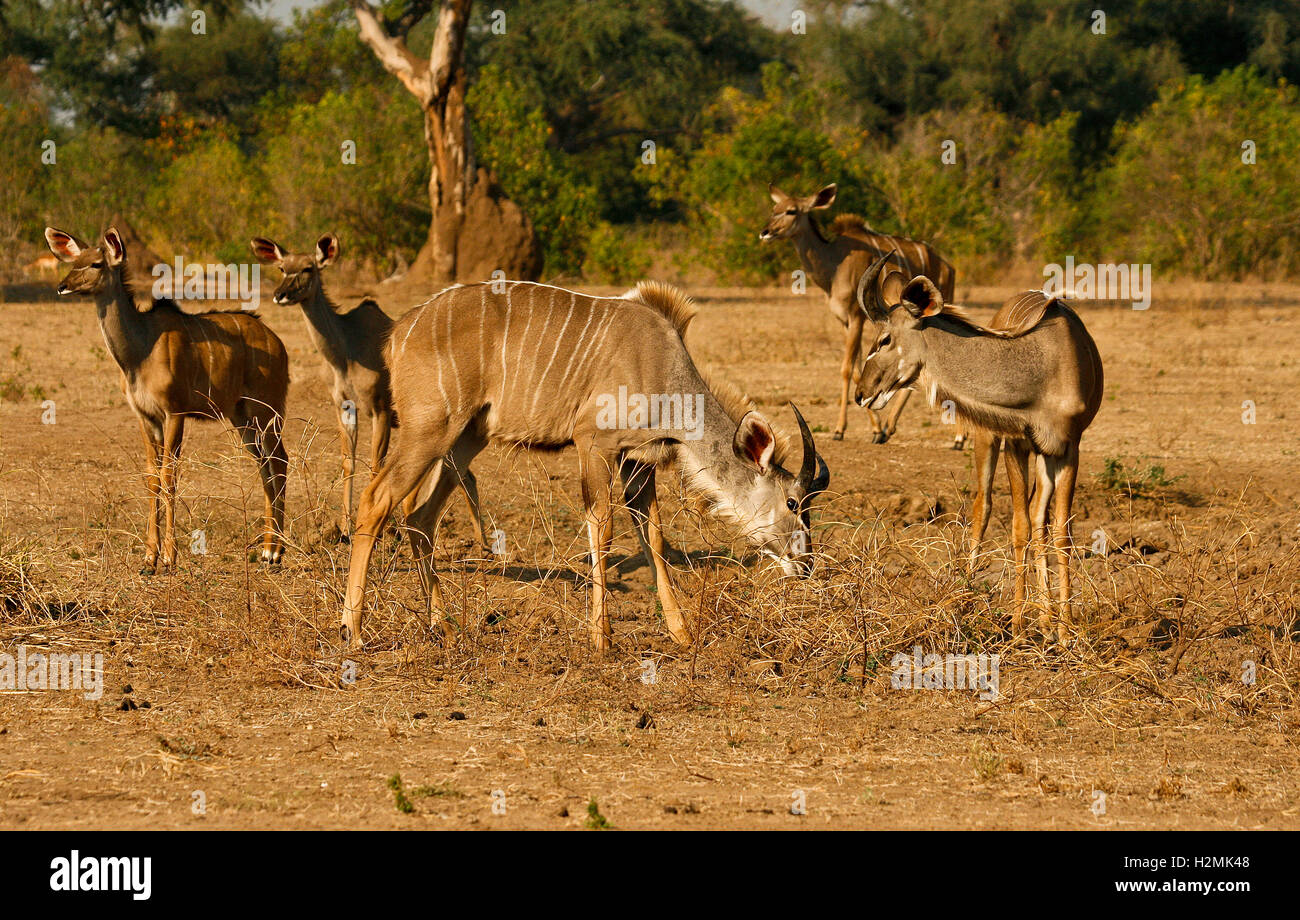 Un gruppo di giovani maggiore Kudu Tragelaphus strepsiceros nel Parco Nazionale di Mana Pools. Zimbabwe Foto Stock