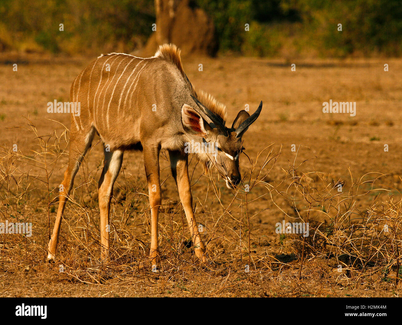 Giovani maggiore Kudu Tragelaphus strepsiceros nel Parco Nazionale di Mana Pools. Zimbabwe Foto Stock
