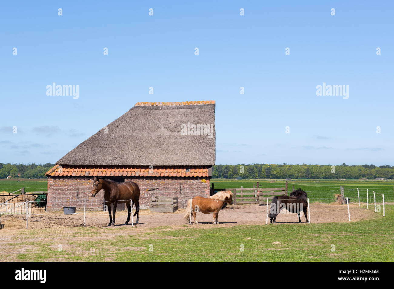Animale tipico fienile in Olanda Foto Stock