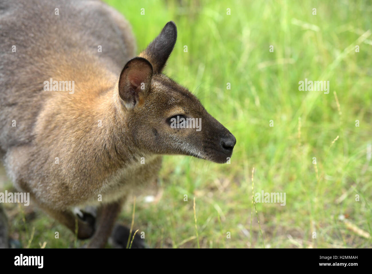 Australian wallaby guardando intensamente su sfondo verde Foto Stock