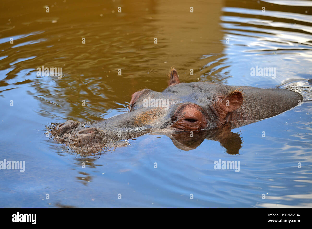 Testa di ippopotamo emergenti dall'acqua durante il giorno Foto Stock