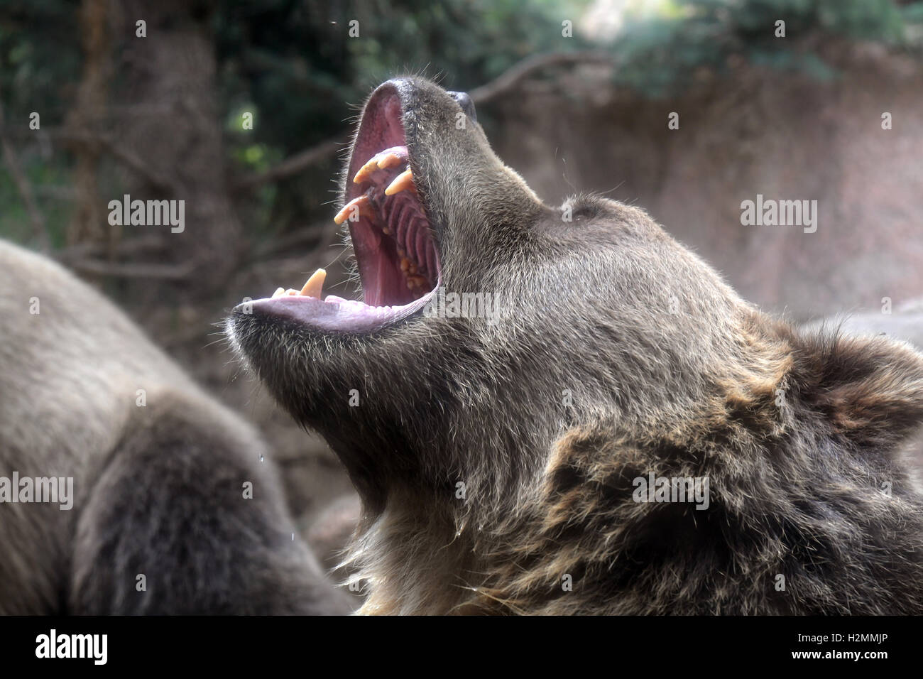 Testa di orso grizzly ringhiando Foto Stock