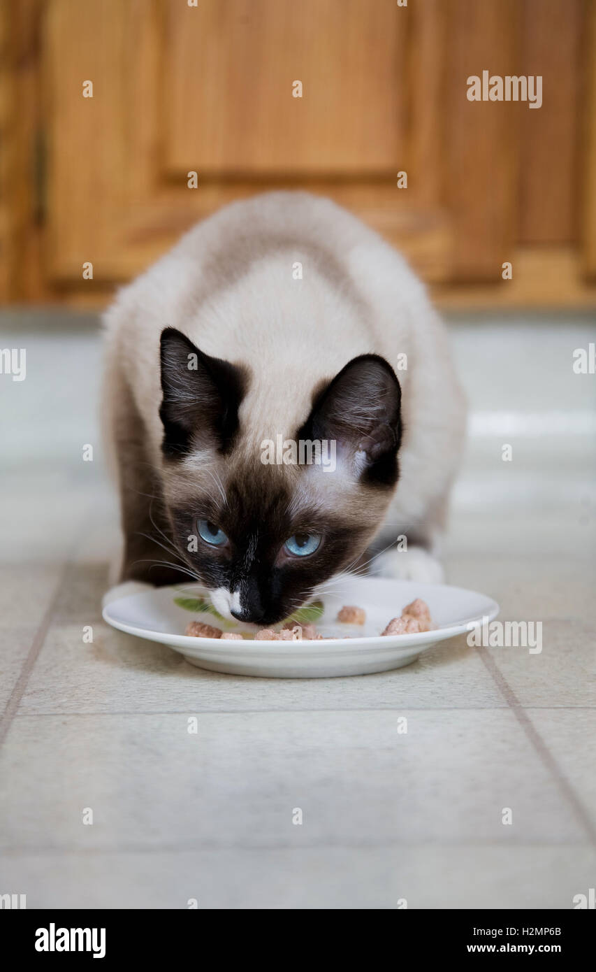 Gatto con Catfood Foto Stock