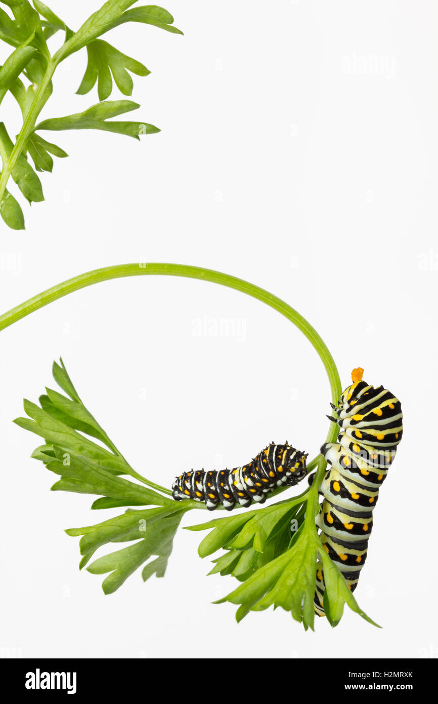 Due nero a coda di rondine di larve di farfalla, si estende la sua osmeteria corna, mangiare prezzemolo. Foto Stock