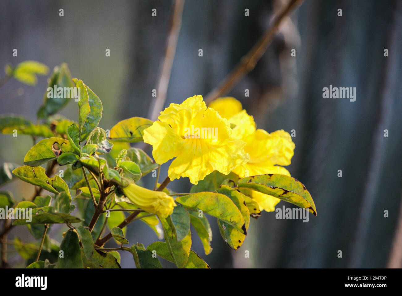 Restinga fiori di vegetazione nel sud-est del Brasile. Questa vegetazione è stata fotografata nella città di Cabo Frio, nei laghi Regi Foto Stock