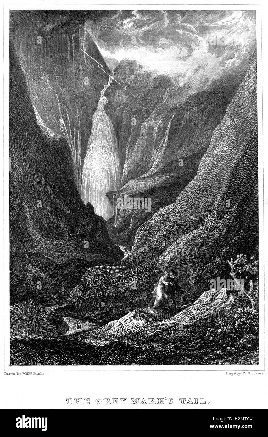 Una incisione del grigio mare di coda di scansione ad alta risoluzione da un libro stampato nel 1838. Ritiene copyright free. Foto Stock