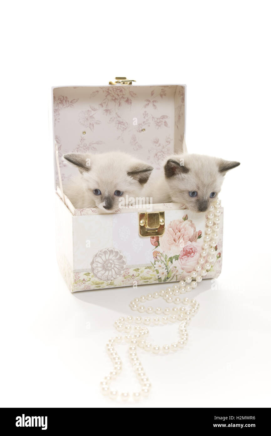 I gattini e perle Foto Stock