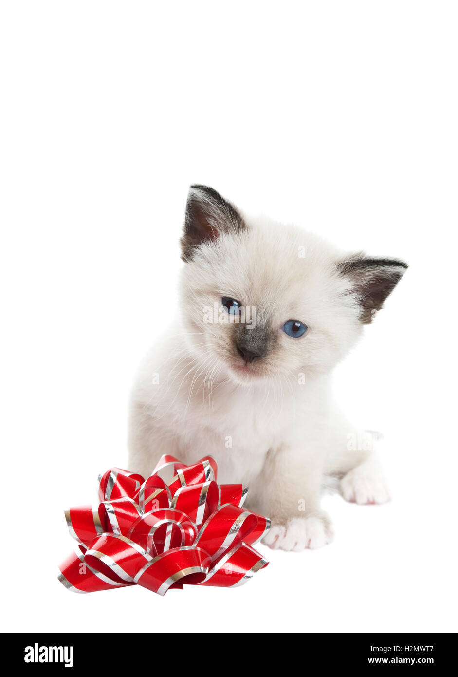 Siamese gattino con archetto Foto Stock