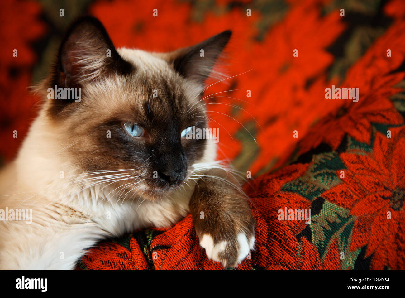 PUF-in-Boots Foto Stock