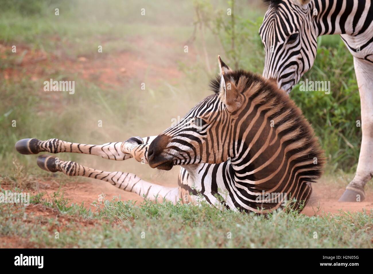 Bagno della polvere della zebra Foto Stock