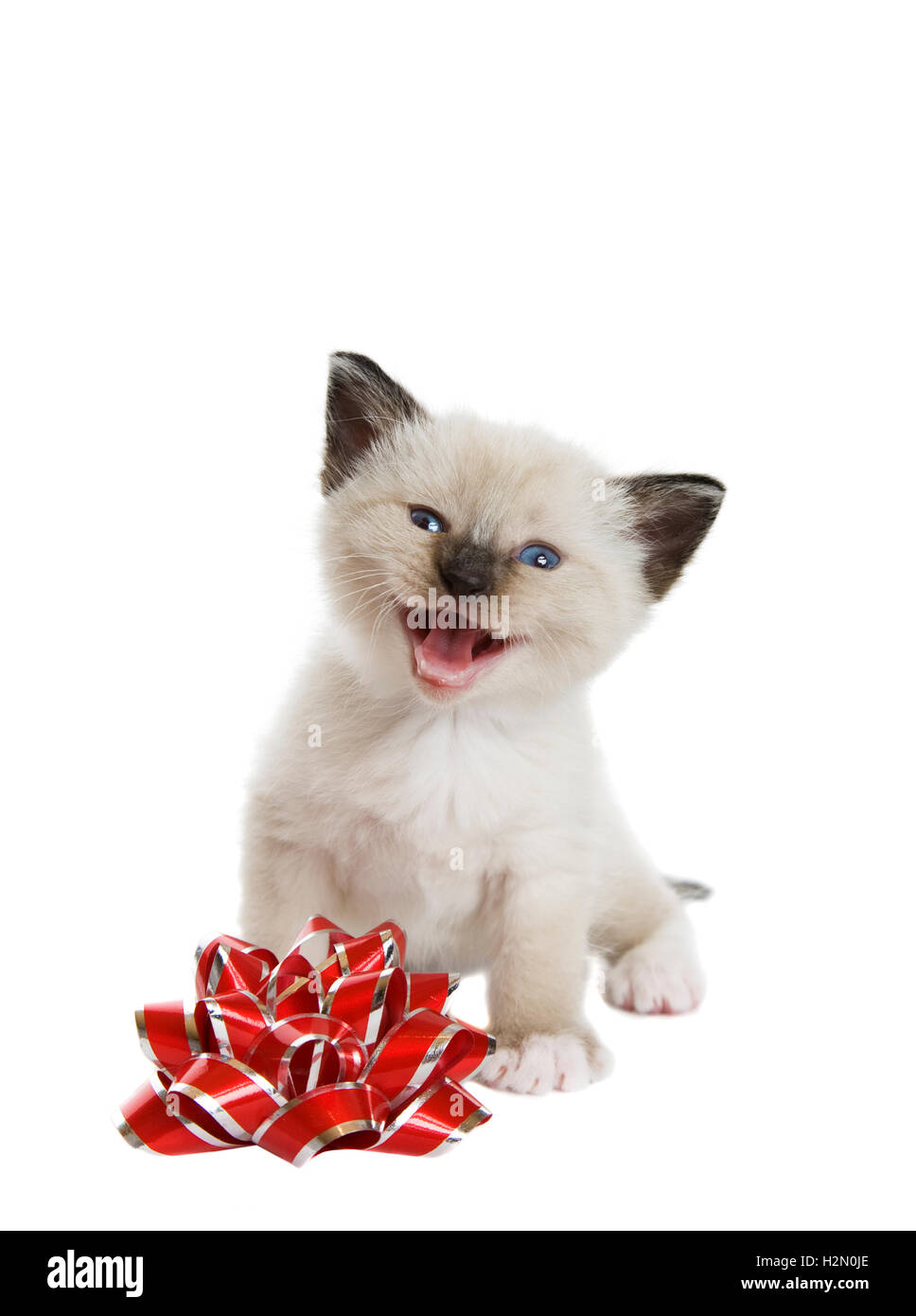 Cantare una canzone di Natale Foto Stock