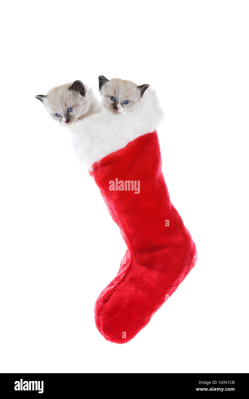 Gattini in una calza Foto Stock