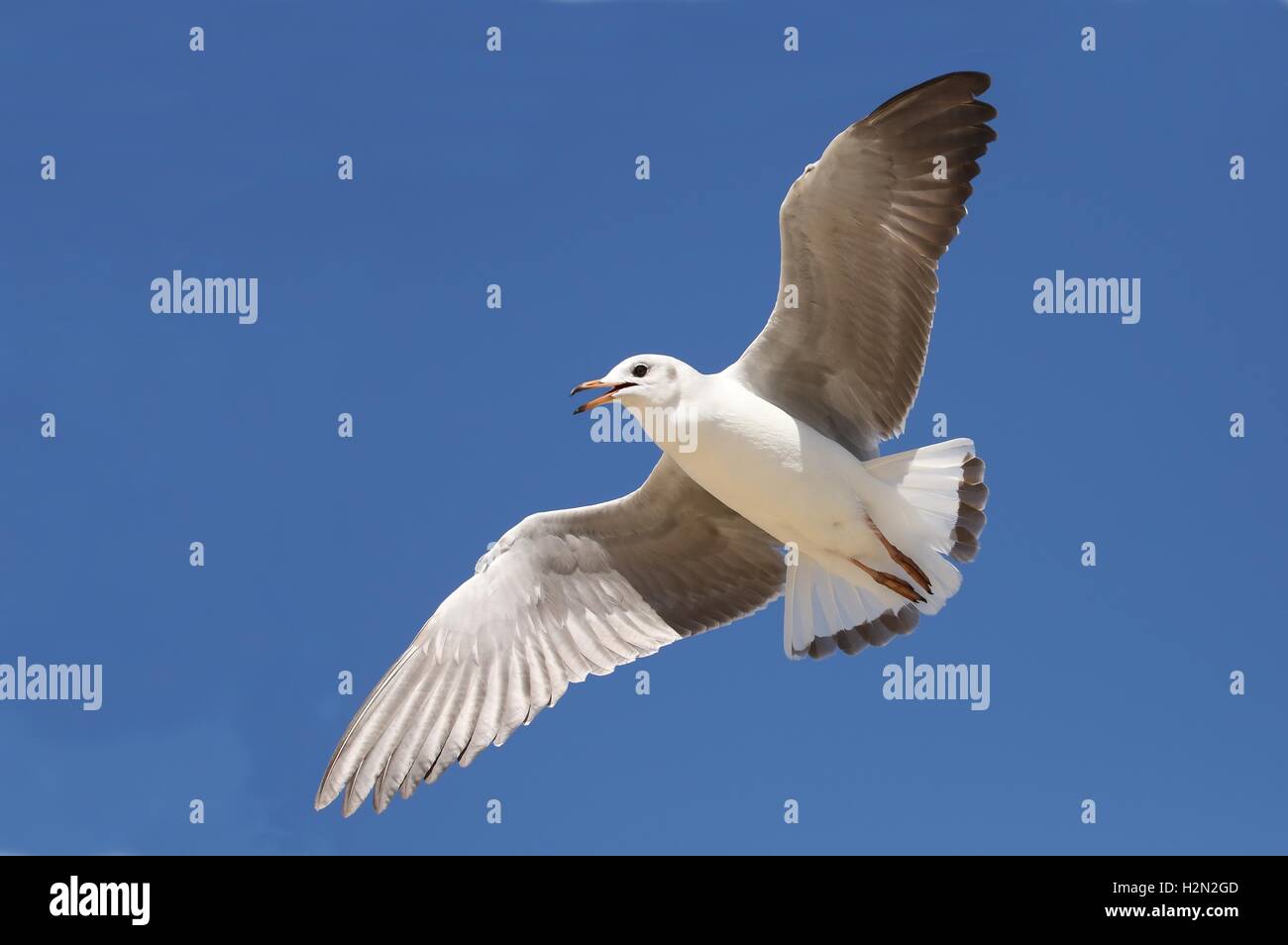 Volo del Gabbiano Foto Stock