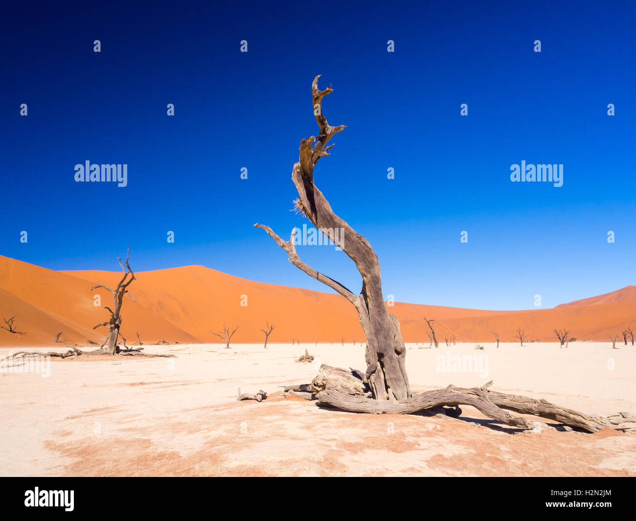 Camelthorn morto (Acacia erioloba) alberi in Dead Vlei, Namib-Naukluft National Park, Namibia Foto Stock