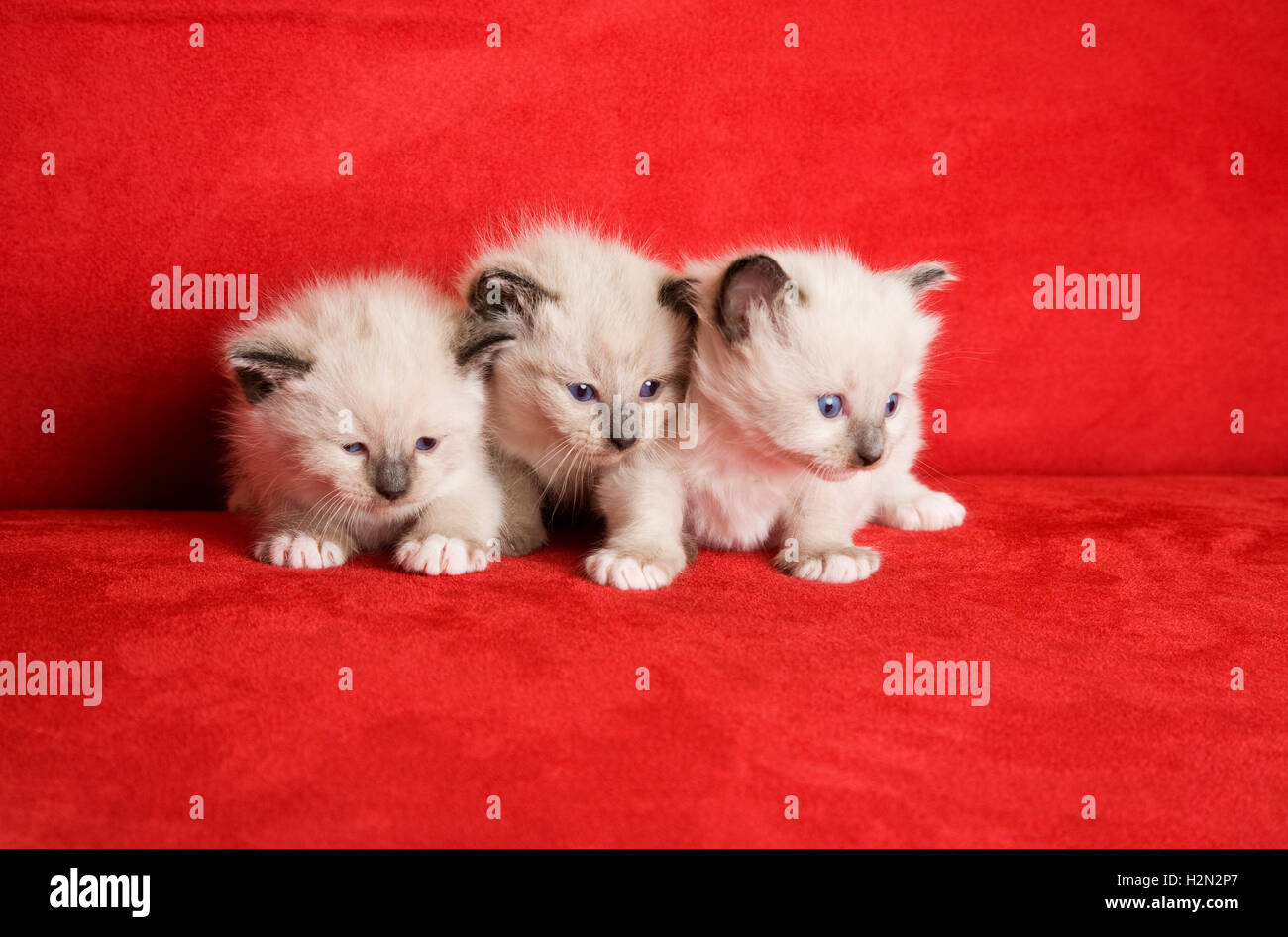 Tre piccoli gattini Foto Stock