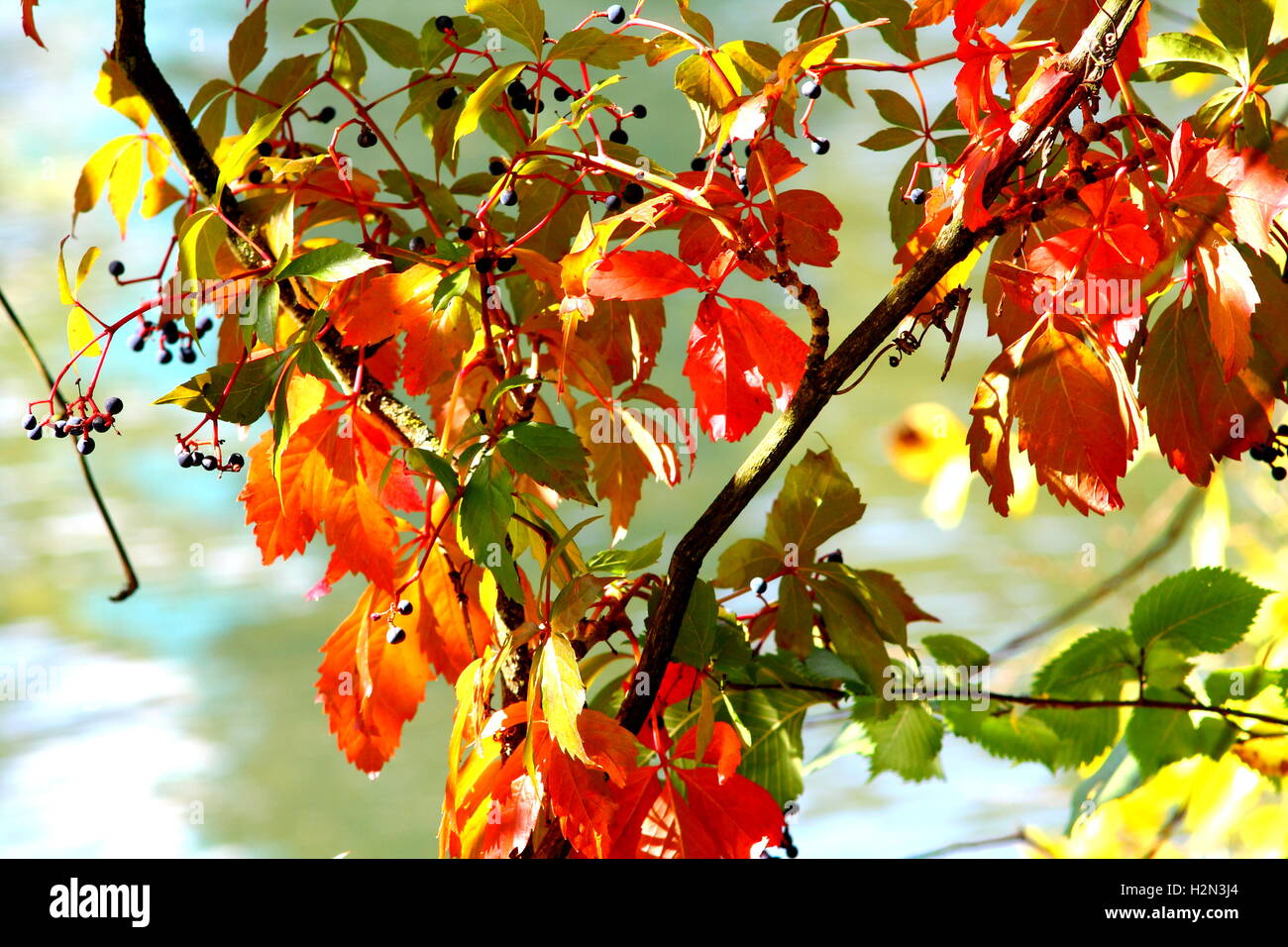 Rientrano in scena con vite rossa foglie e bacche. Foto Stock