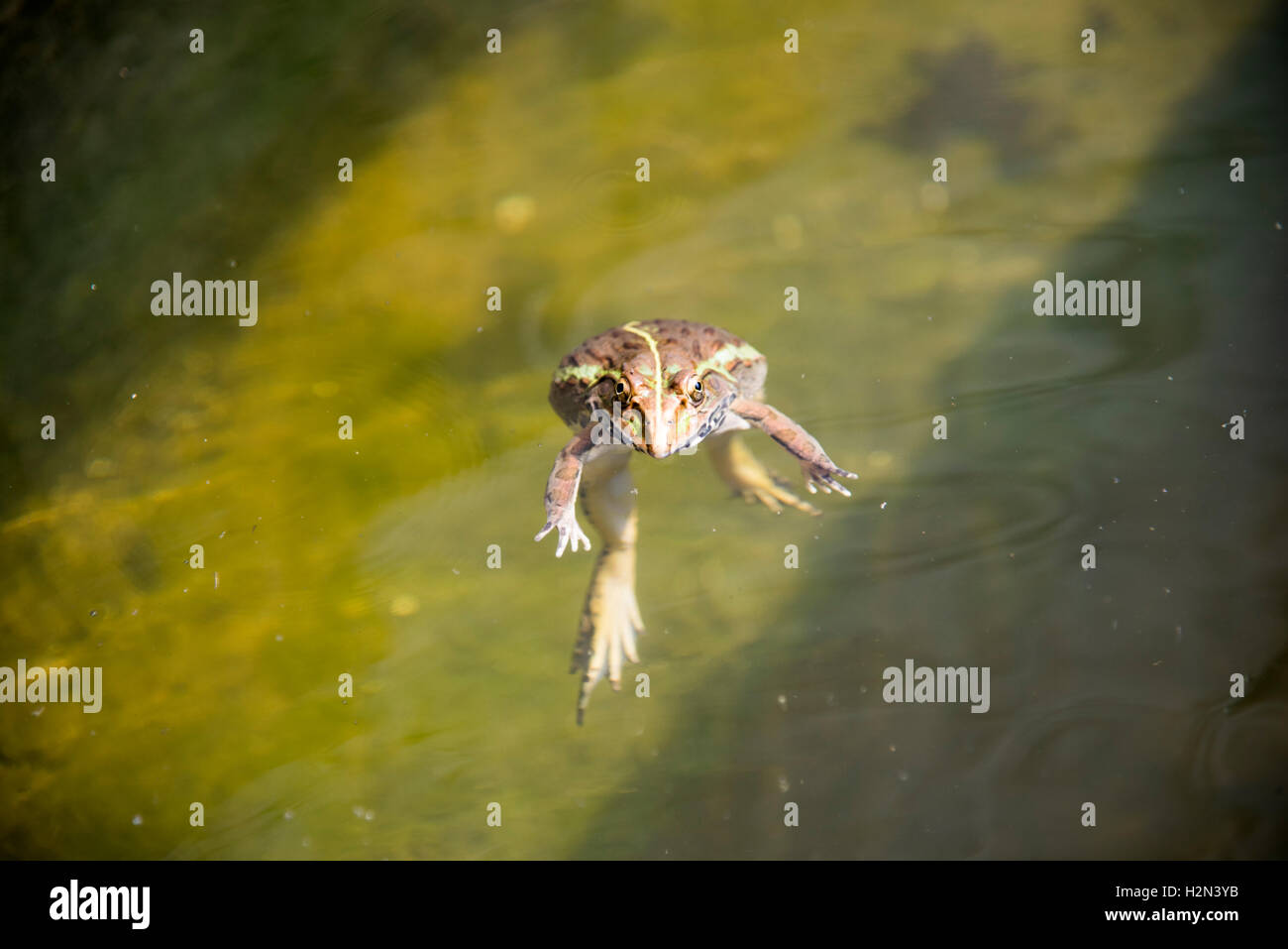 Una rana galleggianti in uno stagno. Foto Stock