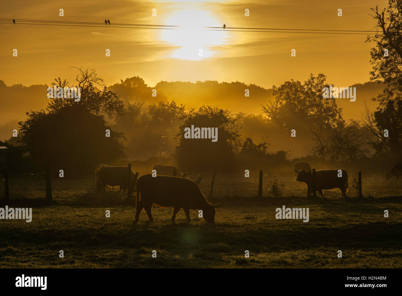 Il pascolo di bestiame di sunrise Foto Stock