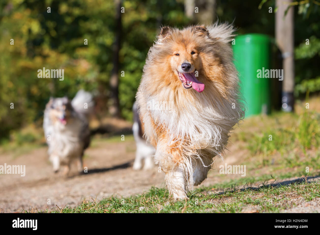 Foto di una bellissima collie cane che corre all'aperto Foto Stock