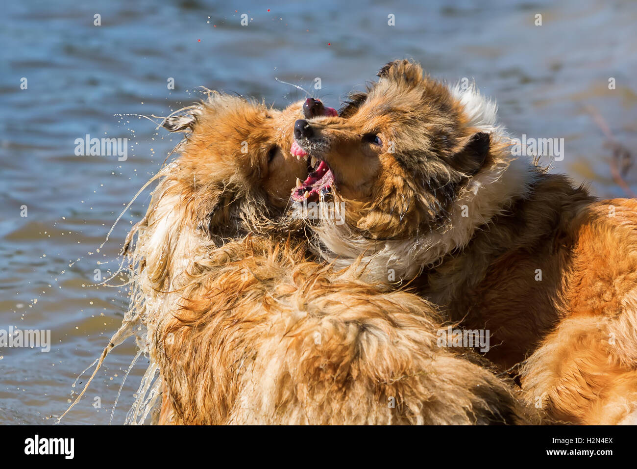 Collie aggressivi cani combattimenti in acqua Foto Stock