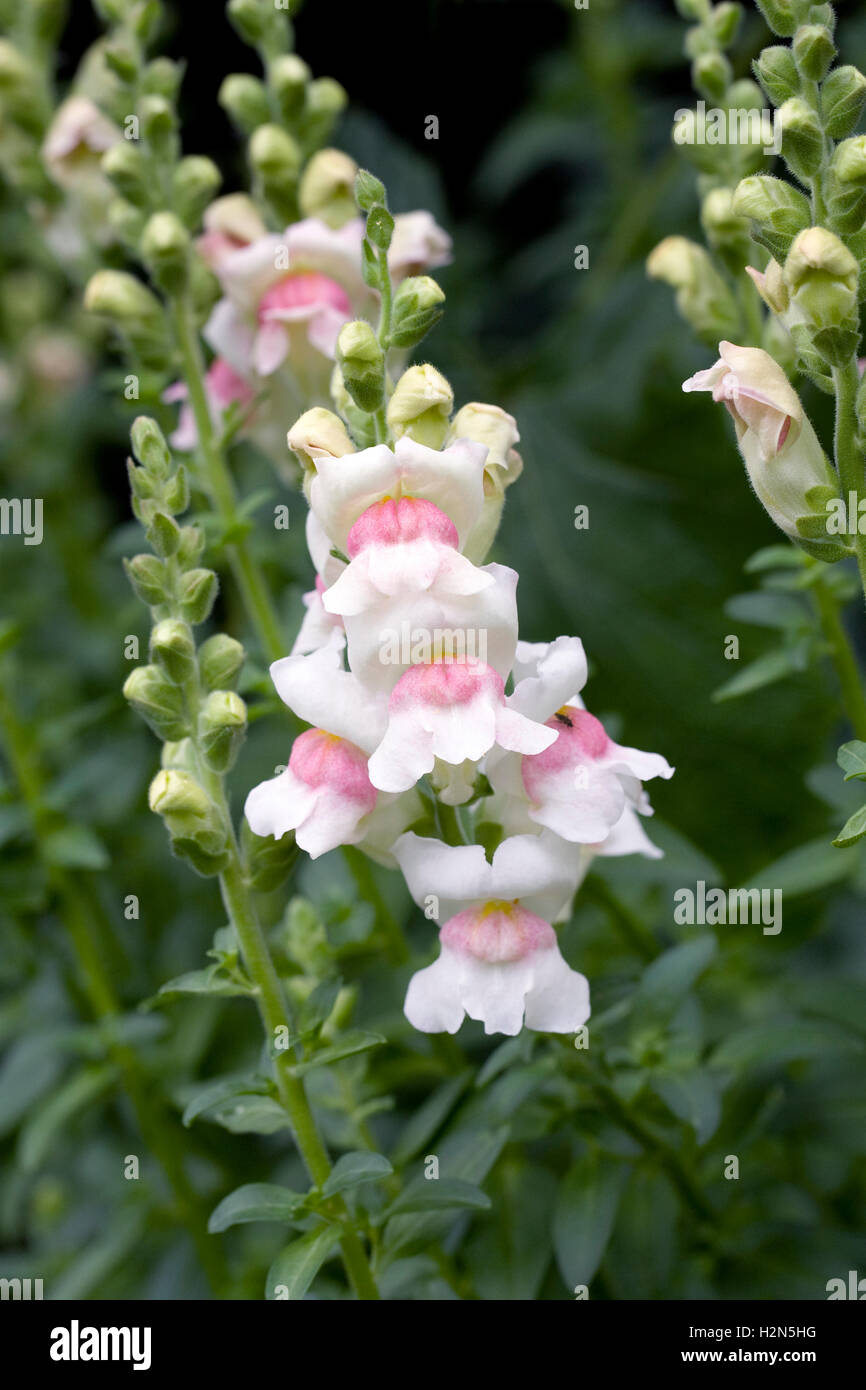 Antirrhinum majus. Bocca di Leone cresce in frontiera. Foto Stock