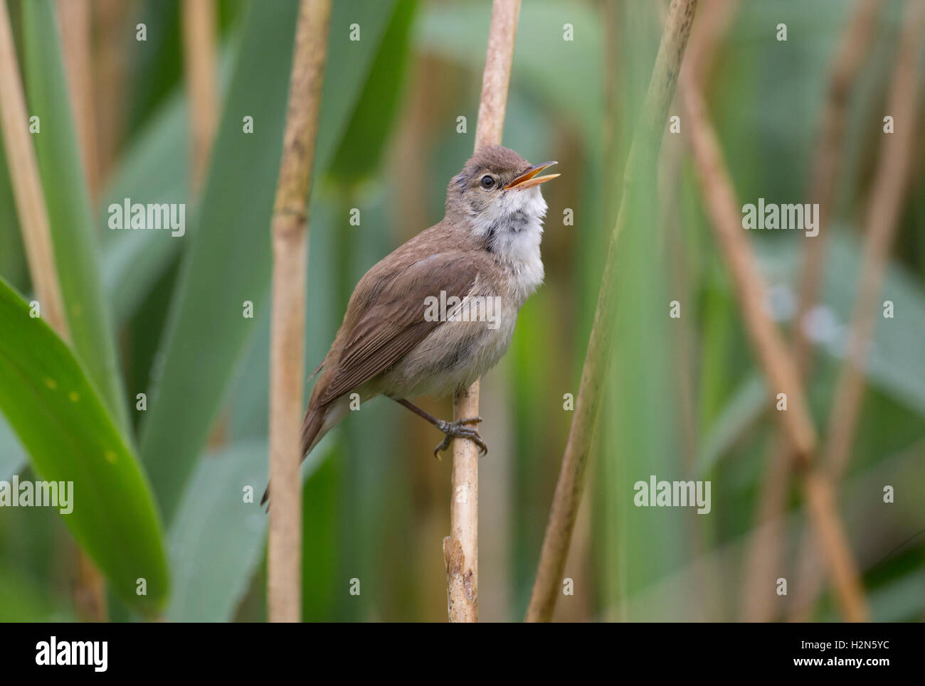 Reed Trillo Acrocephalus scirpaceus in reedbed Foto Stock