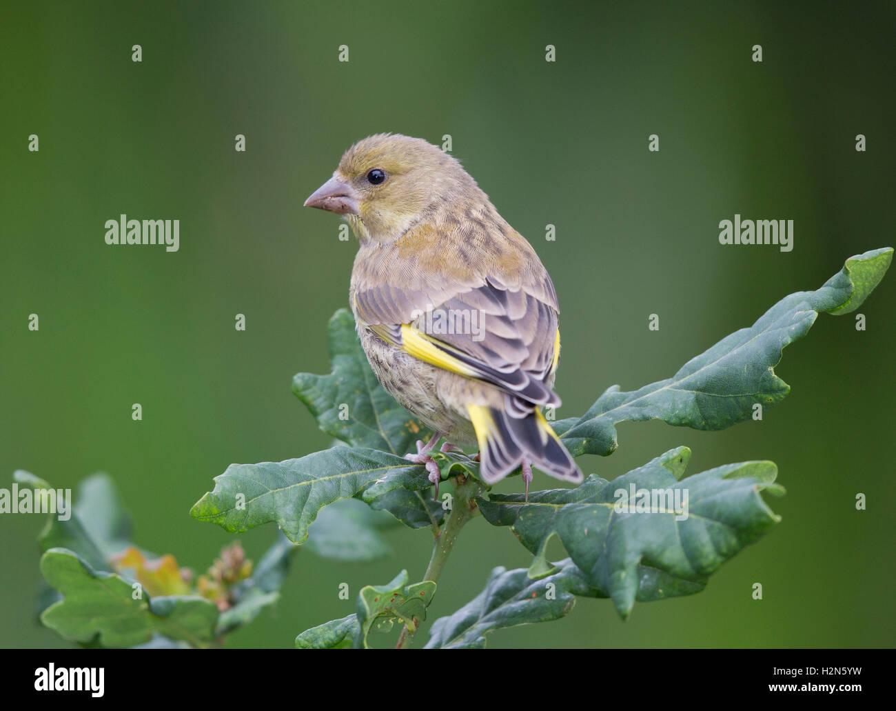 Verdone ,carduelis chloris, su un ramo di quercia in West Sussex, Regno Unito Estate 2013 Foto Stock