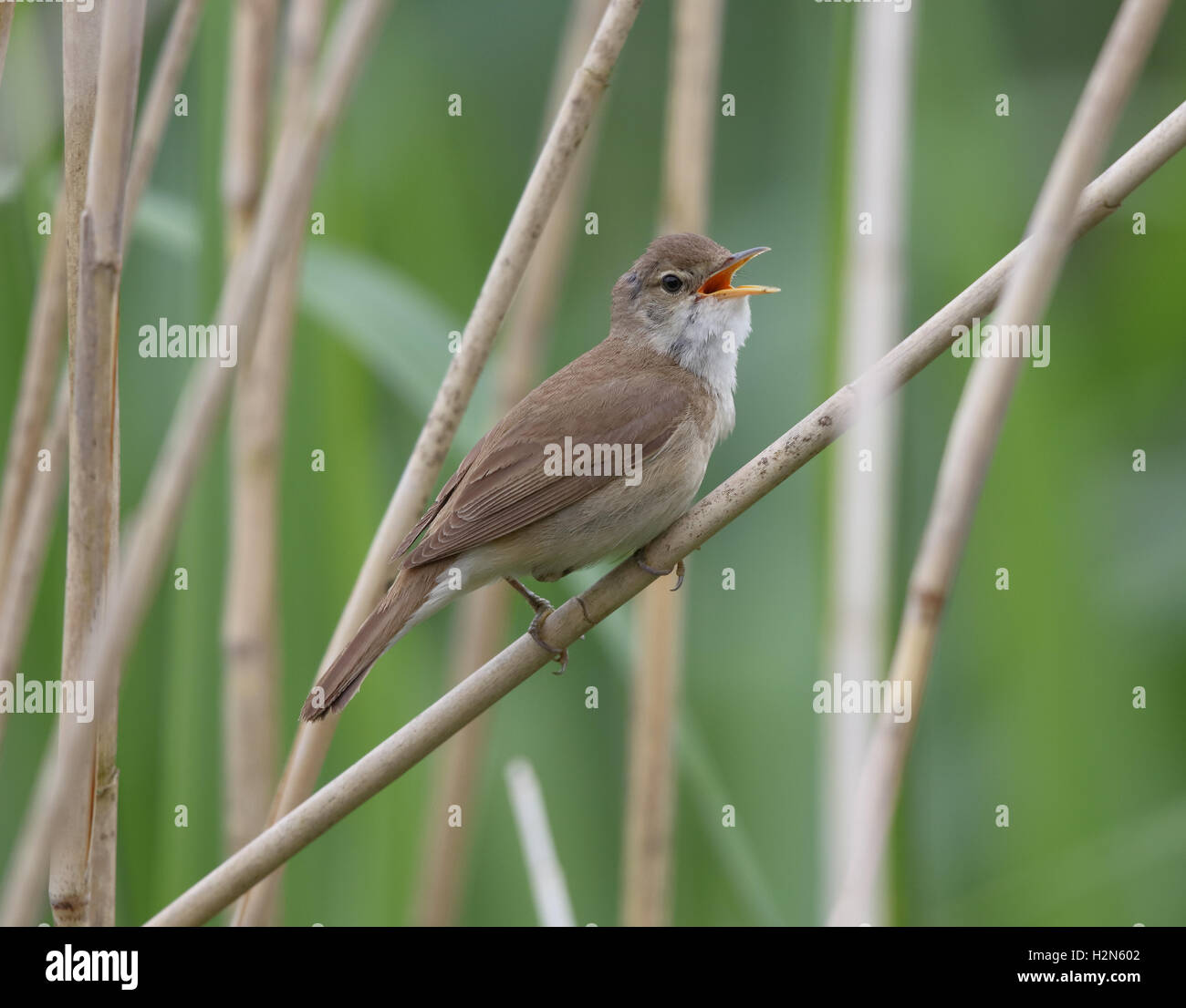 Reed Trillo Acrocephalus scirpaceus in reedbed Foto Stock