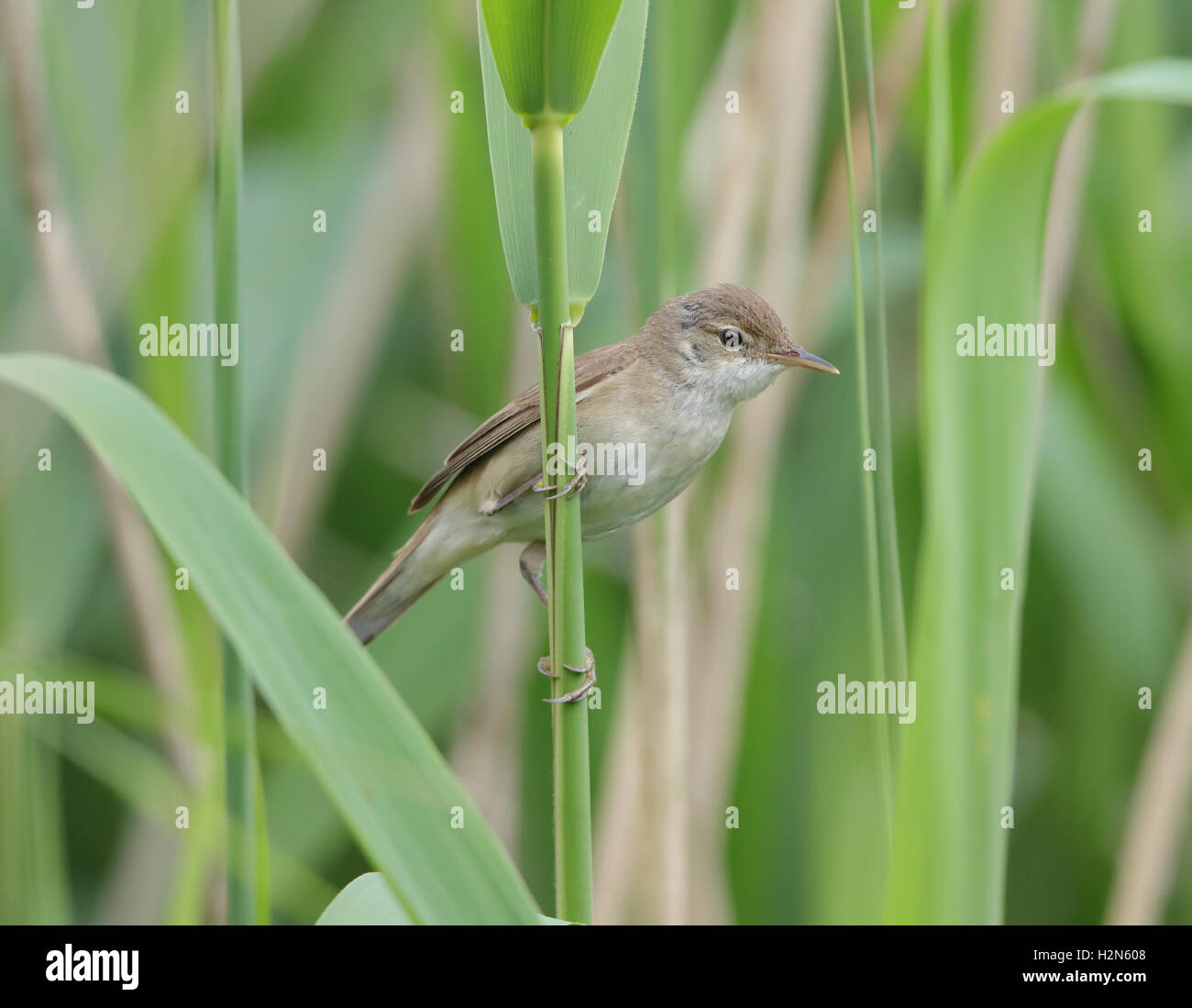 Reed Trillo Acrocephalus scirpaceus in reedbed Foto Stock