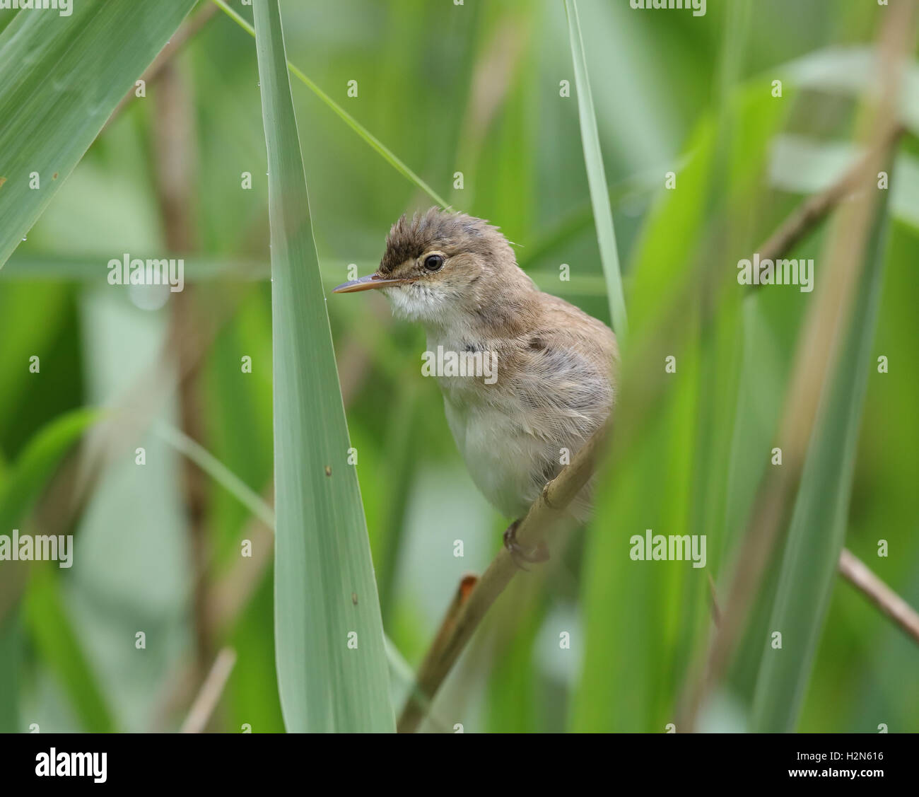 Reed Trillo Acrocephalus scirpaceus in reedbed Foto Stock